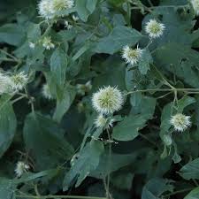 Image result for Cyathula uncinulata