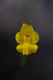 Image result for Utricularia formula