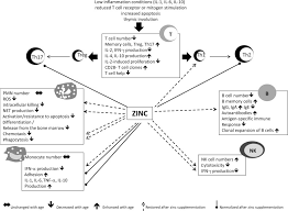 Neutrophil Granulocyte An Overview Sciencedirect Topics