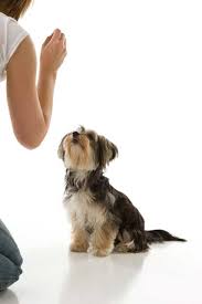 You will find everything you need to make sure your furry friend is well taken care of. Teaching Attention Sit And Stay Vetwest Animal Hospitals