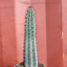 Image result for Pycreus aethiops