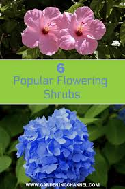 A popular choice of virginians is also the purple crepe myrtle, with its prolific profusion of purple blooms that display all summer long. 6 Popular Flowering Shrubs Gardening Channel