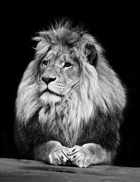 Black And White Lion And Lioness Picture Pussycat By Light Painting Animals Wild Lion Pictures Beautiful Lion