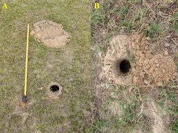 The good news is, trapping an armadillo is relatively easy thanks to its predictable habits. Unraveling The Cryptic Life Of The Southern Naked Tailed Armadillo Cabassous Unicinctus Squamicaudis Lund 1845 In A Neotropical Wetland Home Range Activity Pattern Burrow Use And Reproductive Behaviour Sciencedirect