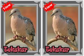 Burung perkutut jantan memiliki tampilan lebih garang sedangkan burung betina terlihat lebih sayu. Burung Tekukur Terbaik For Android Apk Download