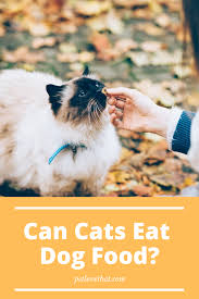 Dog Food Can Turn Out To Be Really Dangerous For Cats To Eat If You Are Keen Enough You Might Have Noticed Cats Do Not Take A Cat Questions Cats Cat