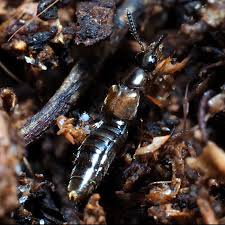 Staphylinidae) as a pest of laboratory and greenhouse colonies of the. Atheta Coriaria Biozashita