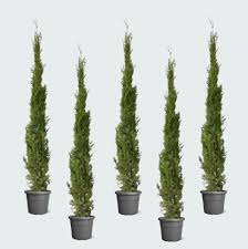 Image result for Cupressus sempervirens