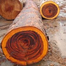 Tiger Wood Comes From The Goncalo Alves Tree Goncalo Alves Also Is Commonly Called The Tigerwood Zebrawood And Brazilian Koa Tree Wood Wood Lumber Wood Design