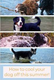 A Full Water Bowl At Home Is Not All You Need To Keep Your Pup Cool Dog Dogowner Doglover Lovedogs Dogs Water Beach Play Oce Dogs Dog Health Your Dog