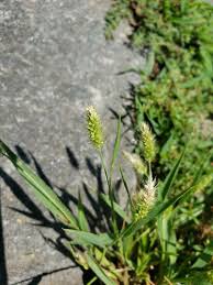 Image result for Polypogon