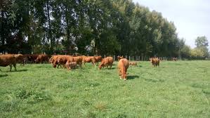 Les vaches ont commencer a s'enerver forcement et courir en direction de ma chienne et la elle ne revenait toujours pas je penser quelle n'allait pas ma chienne n'a montrer aucun signes d'agressivite envers le troupeau mais plutot essayer de jouer avec elles je pense mais quand les vaches ont. Ferme De Chey Vente Directe Viande Limousine 79