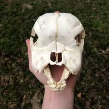 250 likes · 10 talking about this. Calf Skull With Bulldog Syndrome Oddarticulations Llc