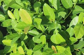 Petiole has round, raised glands fruit: Sweet Viburnum For Sale Buy Viburnum Plants Online Perfect Plants