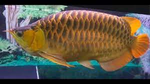 pin on arowana