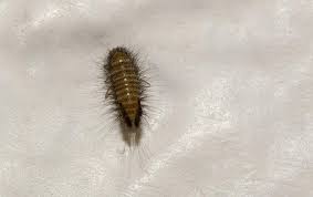 Carpet Beetle Control Pest Management Options In Salt Lake City Ut