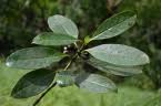 Image result for Craterispermum