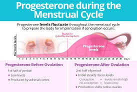 Image result for Progesterone