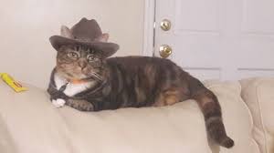 Use them in commercial designs under lifetime, perpetual & worldwide rights. Rinboz I Gave Not My Cat A Cowboy Hat