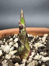Image result for Sansevieria scimitariformis