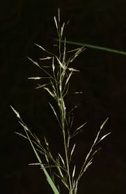 Image result for Eragrostis tenuifolia