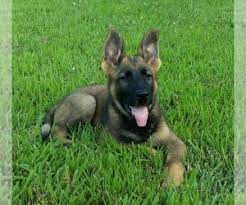 Maybe you would like to learn more about one of these? View Ad German Shepherd Dog Litter Of Puppies For Sale Near Missouri Ava Usa Adn 142398