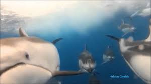 Alain Barriere Bon Anniversaire Youtube