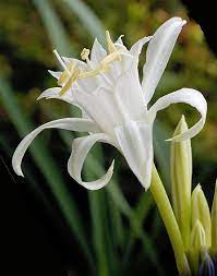 https gd1 alicdn com bao uploaded i1 tb1giufjpxxxxxhxpxxxxxxxxxx 0 item pic jpg plants bao items