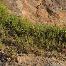 Image result for Tripogon minimus