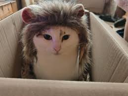 Fearless cat falls asleep