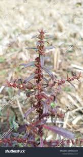 Image result for Ammannia baccifera