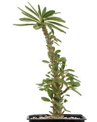 Image result for Dorstenia buchananii