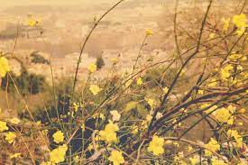 Yellow Flowers Tumblr 34 High Resolution Wallpaper Yellow Background Yellow Aesthetic Pastel Background