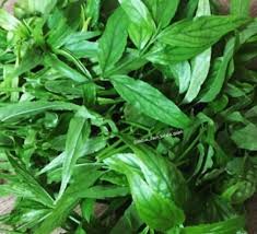 Daun belalai gajah (clinacanthus nutans) adalah tumbuhan semak yang termasuk keluarga acanthaceae. Jual Serbuk Ekstrak Daun Belalai Gajah Obat Kanker