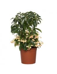 Le piante da appartamento sono specie vegetali principalmente a scopo ornamentale. 1 Pianta Di Ardisia Crenata Vaso 14cm Pianta Da Appartamento Fiori E Piante Giardino E Giardinaggio Nsb Group Com