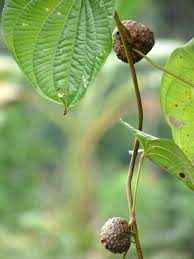 Image result for Dioscorea hirtiflora