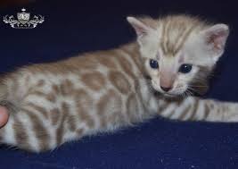 Show quality cats and kittens for sale. Nusantra Bengals Malaysia Home Facebook