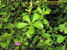 Image result for Talinum fruticosum