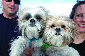 We did not find results for: Problems Associated With Adopting Two Puppies At The Same Time Whole Dog Journal