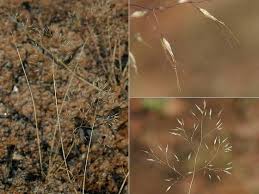 Image result for Pentameris