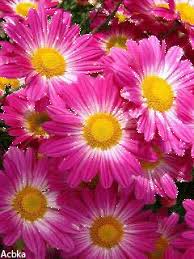 Love flowers for her gif. Flower Gif Wallpaper