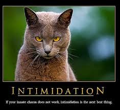 Check spelling or type a new query. 21 Funny Cat Motivational Posters Find The Funniest Cat Or Cat Posters Funny Posters Funny Cats