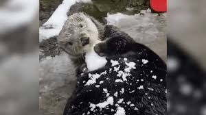 We did not find results for: Watch A Playful Otter Making Snowballs At Vancouver Aquarium Video Vancouver Is Awesome