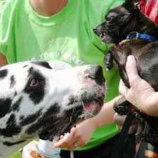 Check spelling or type a new query. Why Is My Small Dog Aggressive Towards Big Dogs Pethelpful