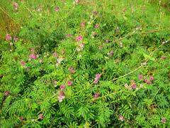 Image result for Mimosa diplotricha