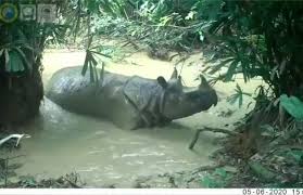 Video Langka Badak Jawa Musofa Asik Berkubang Di Ujung Kulon Mongabay Co Id