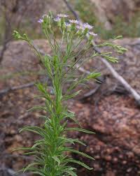 Image result for Oxyanthus zanguebaricus