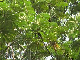 Image result for Dactyladenia gilletii