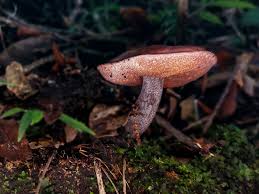 Image result for Sutorius eximius