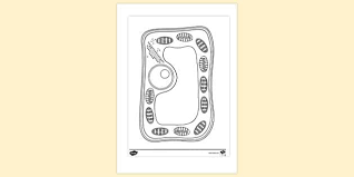 Plant cell diagram no labels. Plant Cell No Labels Colouring Sheet Colouring Sheets